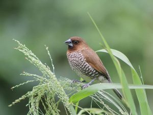 Read more about the article Bird Control Service