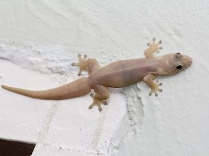 Read more about the article Lizard Control Service
