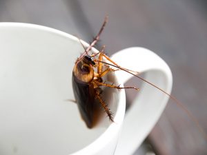 Read more about the article Cockroach Control Service
