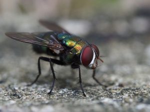 Read more about the article Flies Control Service