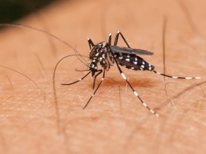 Read more about the article Mosquito Control Service