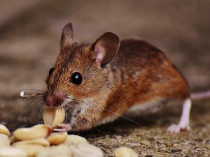 Read more about the article Rodent Control Service