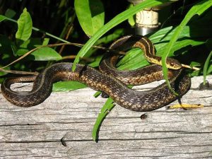 Read more about the article Snake Control Service